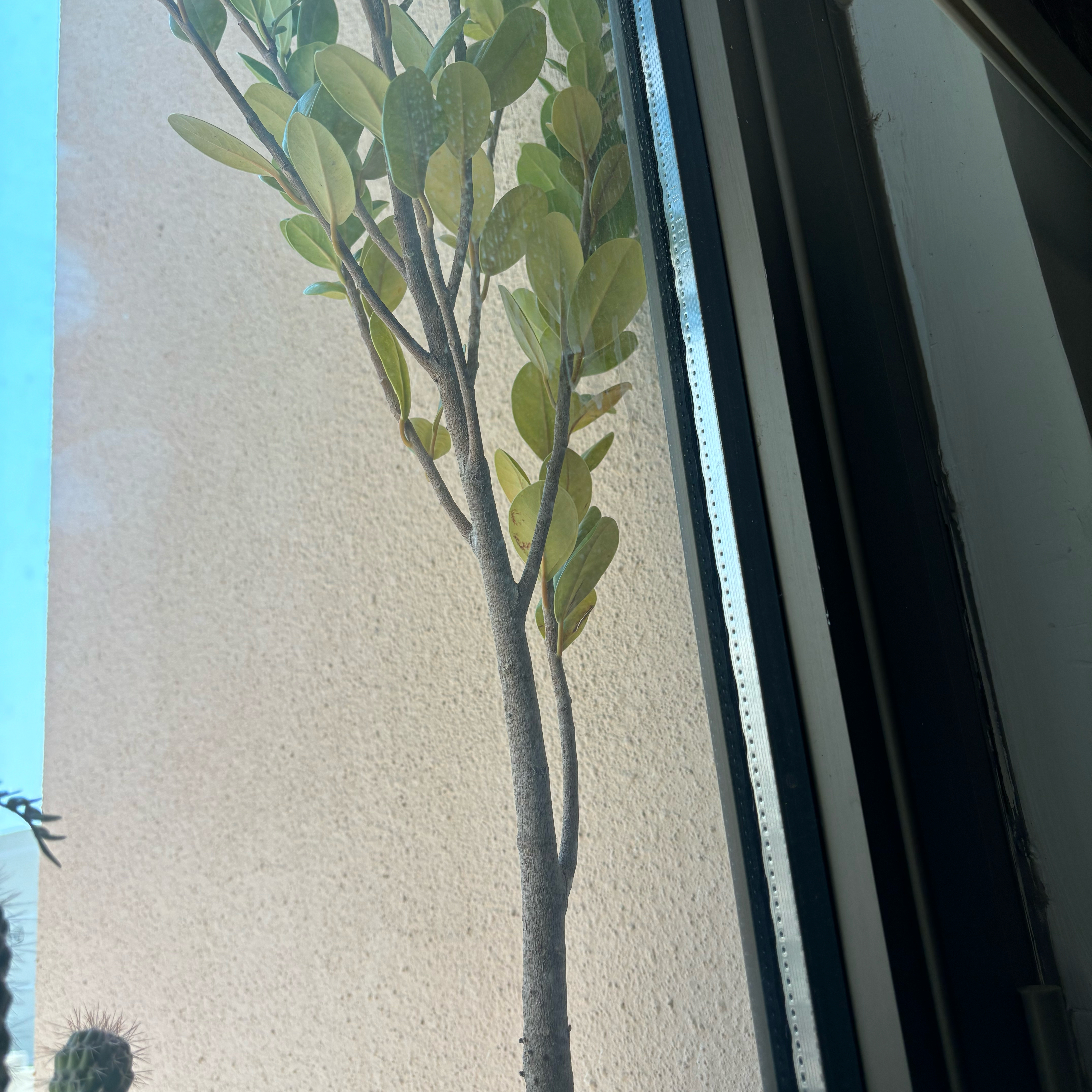 Photo of the plant species Panda Ficus by @MellowSnowqueen named Panda on Greg, the plant care app