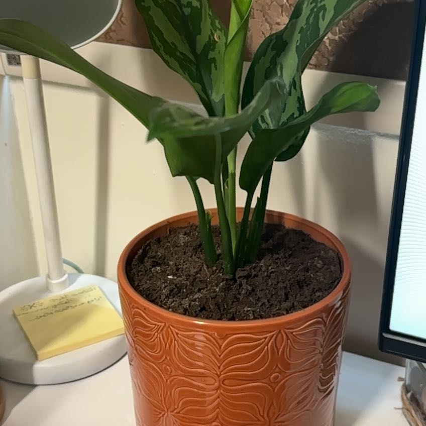 Aglaonema 'Tigress' plant in a decorative pot with visible soil, healthy leaves, and no visible flowers.