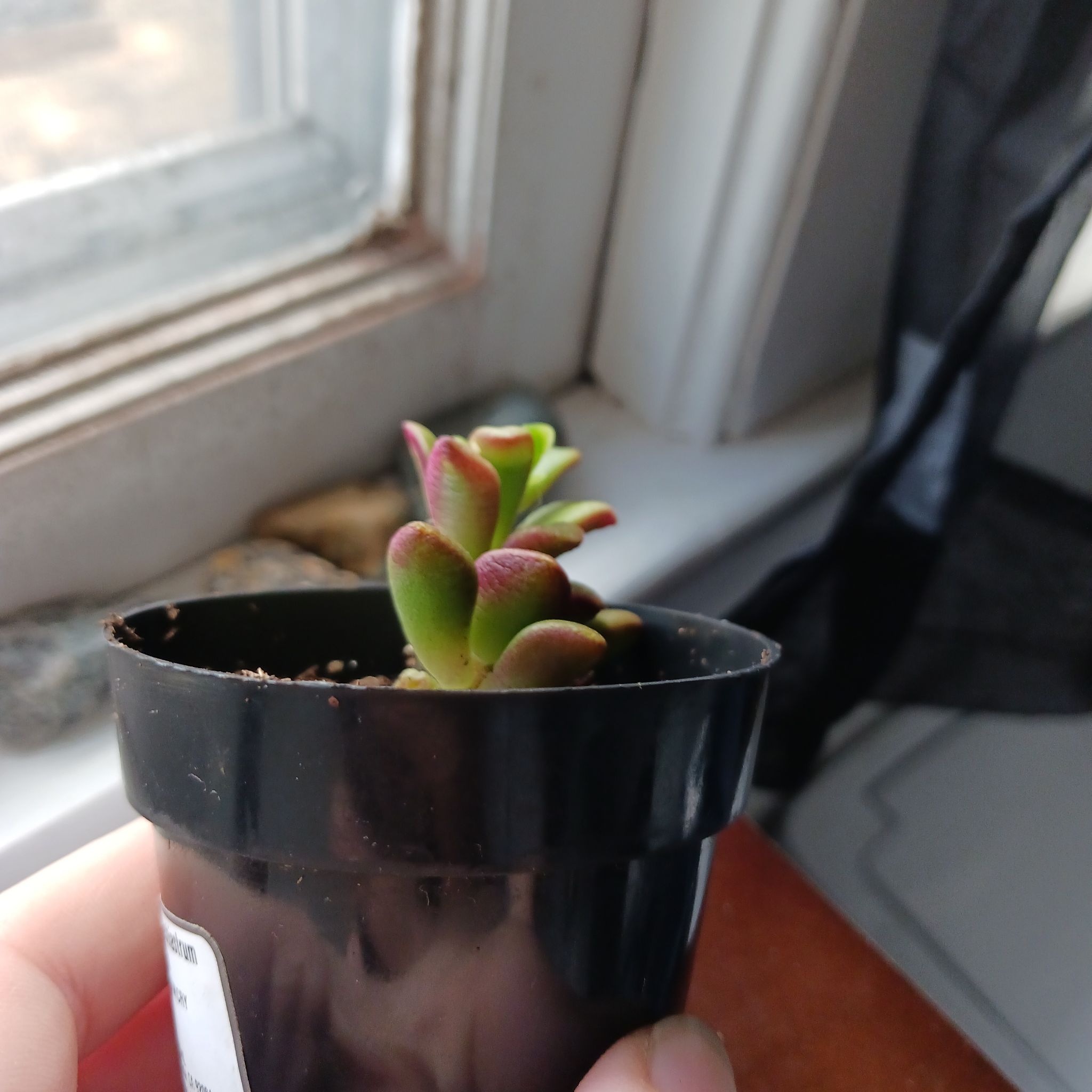Potted Anacampseros telephiastrum 'Variegata' succulent near a window, held by a hand.