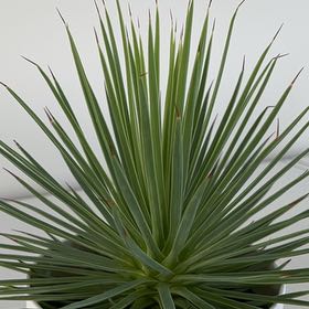 Photo of the plant species Agave stricta 'Nana' by @GodlyOrangemint named Harry on Greg, the plant care app