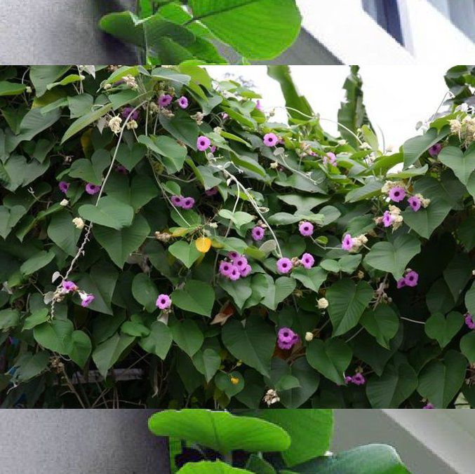 Photo of the plant species Hawaiian baby woodrose by @RestfulDuncecap named Ronaldo on Greg, the plant care app