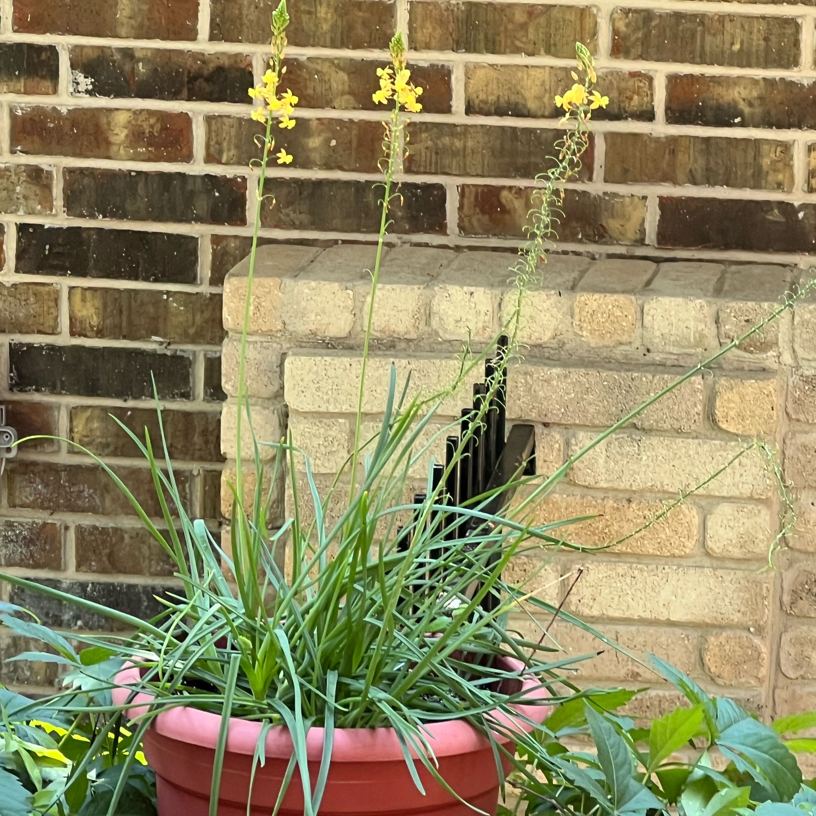 Potted Orange Bulbine plant with yellow flowers against a brick wall.