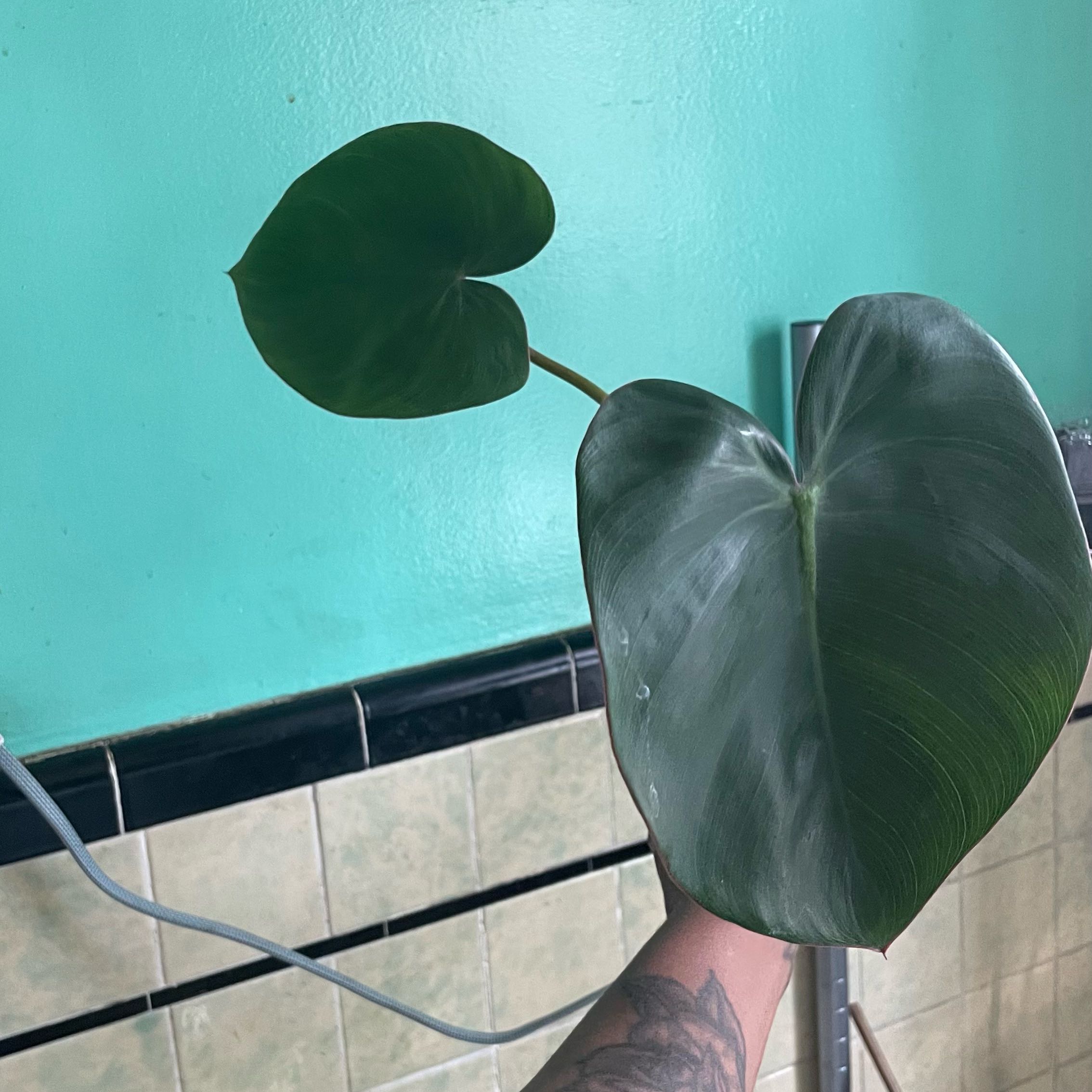 Photo of the plant species Philodendron Ricardoi by @PoshSunsetaloe named Bella on Greg, the plant care app