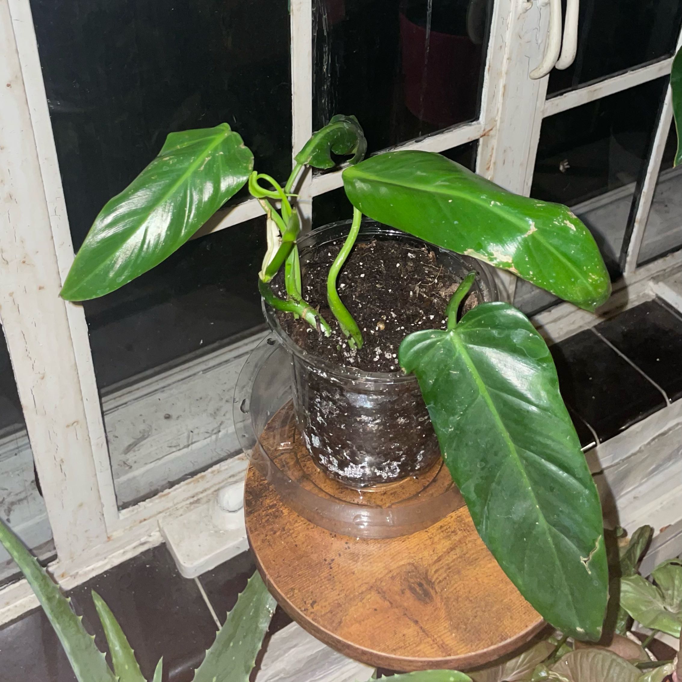 Photo of the plant species Philodendron bernardopazii by @PoshSunsetaloe named Kesha on Greg, the plant care app