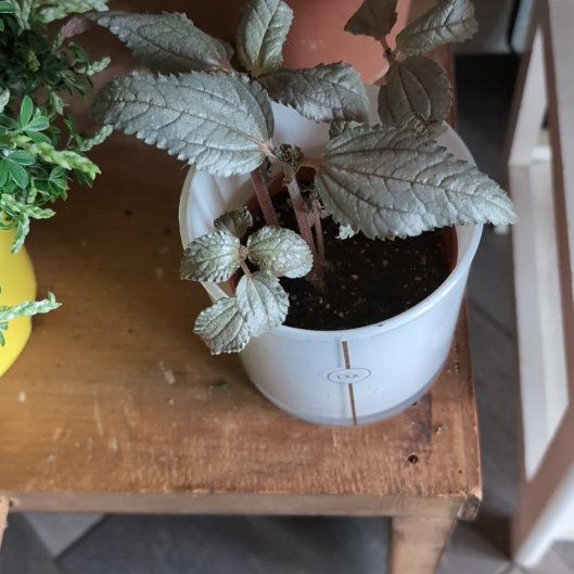 Photo of the plant species Silver Cloud Pilea by @DrivenGoldwire named Gomez on Greg, the plant care app
