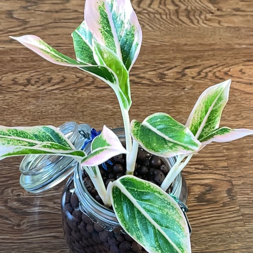 Photo of the plant species Siam Pink Chinese Evergreen by @GreatSicklepod named Little Vinny on Greg, the plant care app