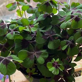 Photo of the plant species Iron Cross by @AspiringGuayule named Daphne on Greg, the plant care app