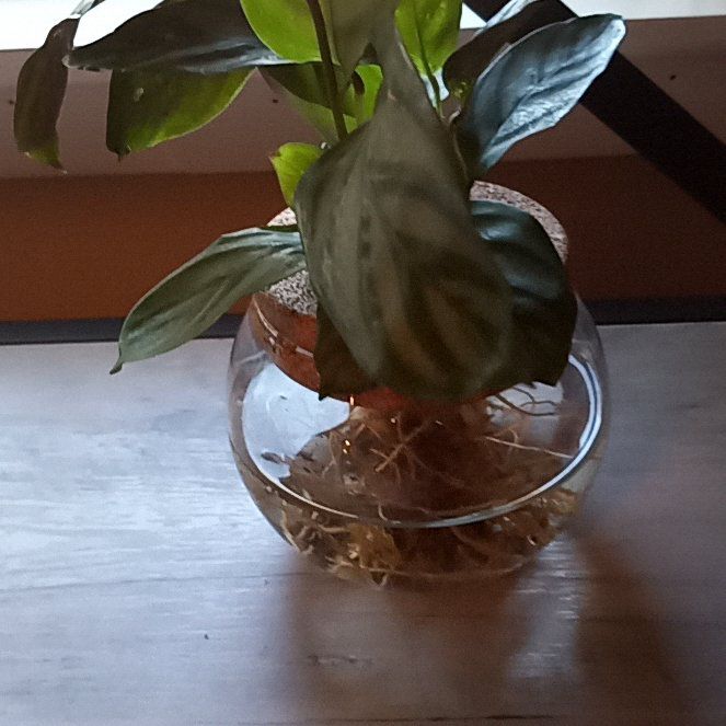 Photo of the plant species Ctenanthe 'Silver Star' by @RealFalseashok named Compact Star on Greg, the plant care app