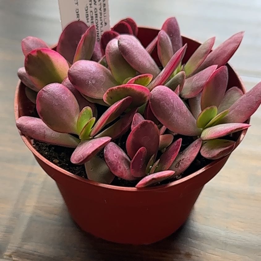 Photo of the plant species Variegated Crassula platyphylla by @LuckyLemonbalm named Khloe on Greg, the plant care app
