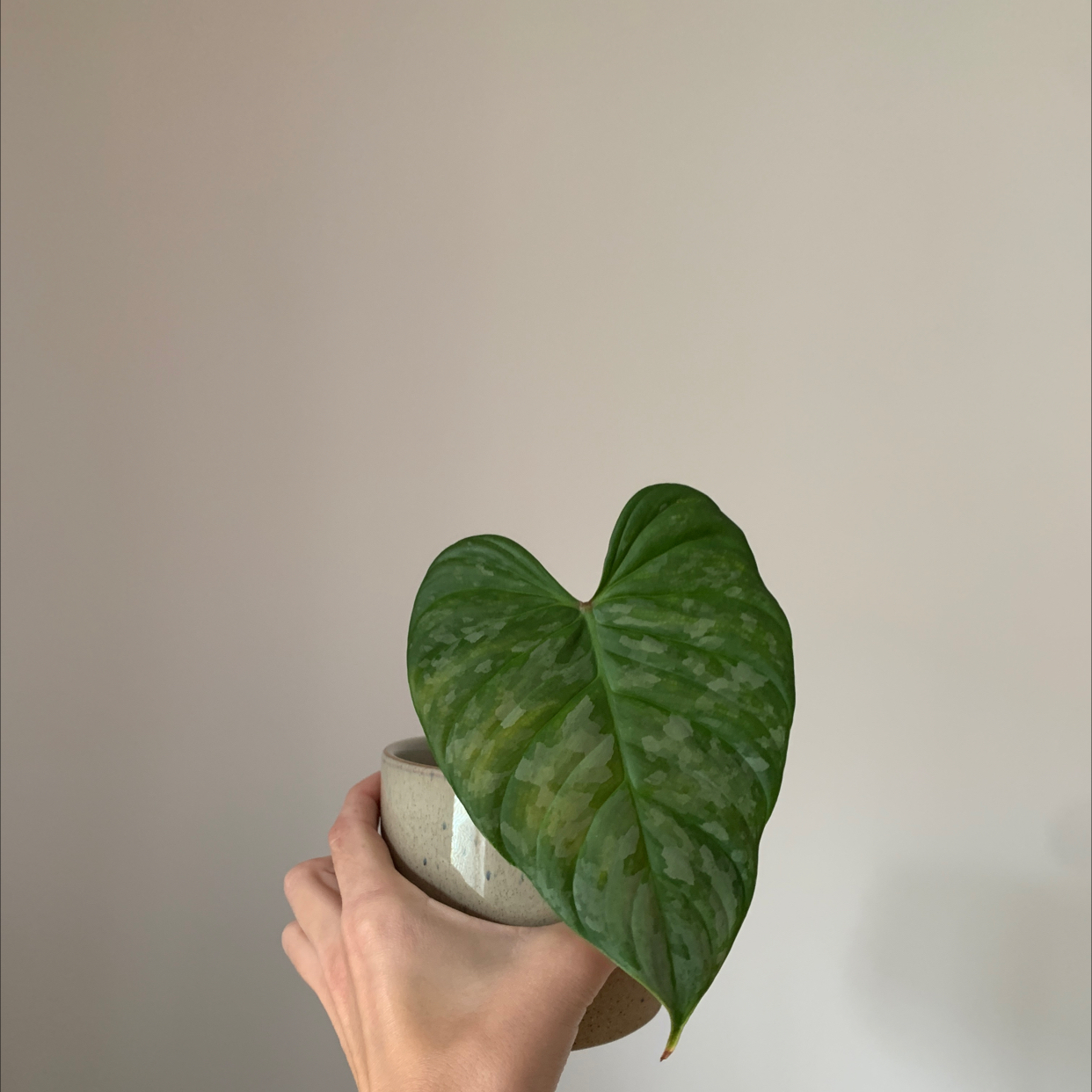 Philodendron 'Majestic' leaf held by a hand, plain background.