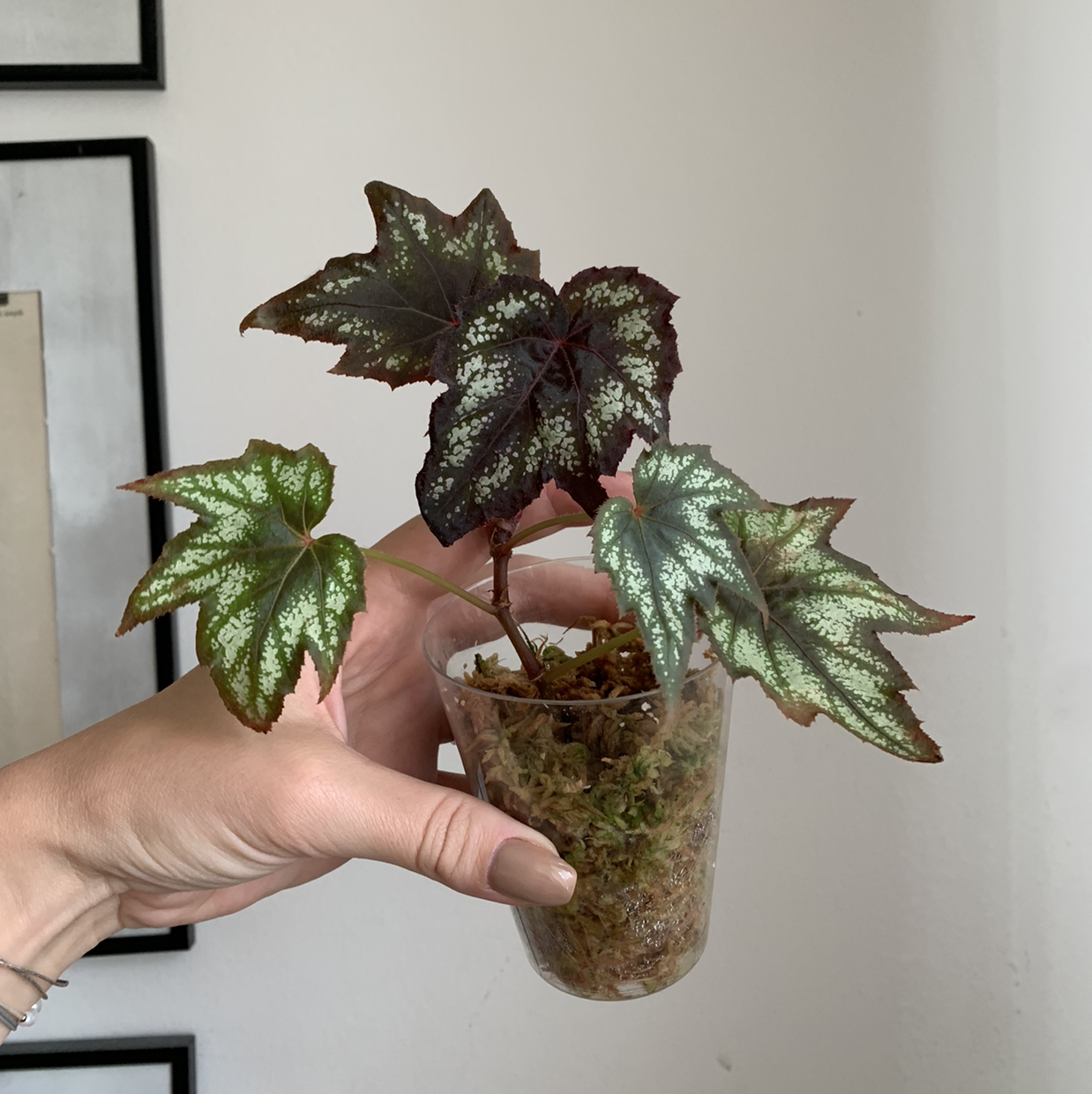Photo of the plant species Begonia Little Brother Montgomery by @nuustls_growing named Little Bra on Greg, the plant care app