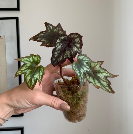 Photo of the plant species Begonia Little Brother Montgomery by Nuustls_growing named Little Bra on Greg, the plant care app