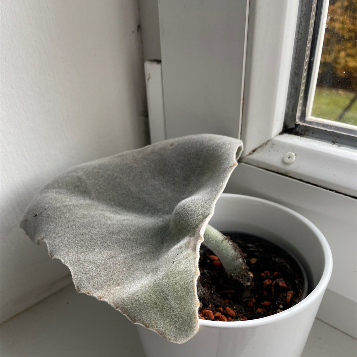 Potted Felt Bush plant with a single large leaf near a window.