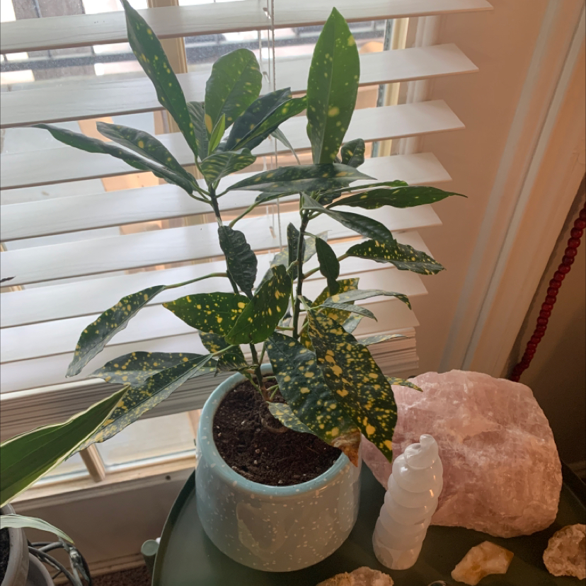 Gold Dust Croton plant in a pot near a window with green leaves and yellow spots.