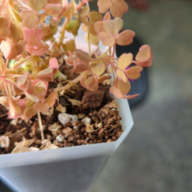 Photo of the plant species Golden Oxalis by @MessyBunWitch named Sol on Greg, the plant care app