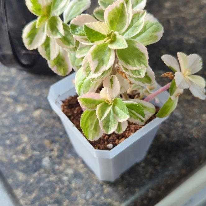 Photo of the plant species White-Edged Swedish Ivy by @MessyBunWitch named Daphne on Greg, the plant care app