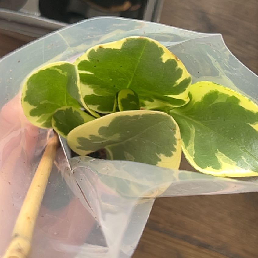 Photo of the plant species Peperomia 'Peppermill' by @ExaltedJubaea named Keanu Leaves on Greg, the plant care app
