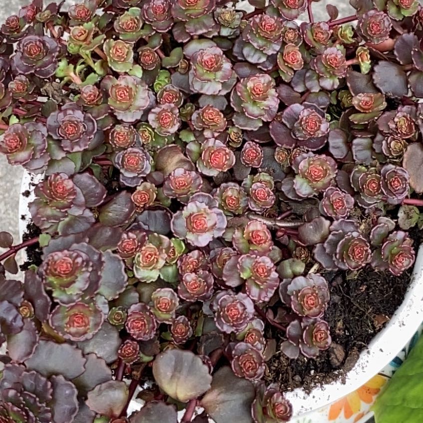 Photo of the plant species Sedum spurium 'Fuldaglut' by @LiteraryPeanut named The Duke of plants on Greg, the plant care app