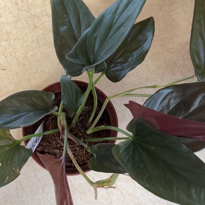 Arrowhead Vine 'Red Arrow' in a pot with healthy dark green and red leaves.