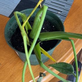 Photo of the plant species Tiny Dancer by @BeefyRoyalfern named Duke on Greg, the plant care app