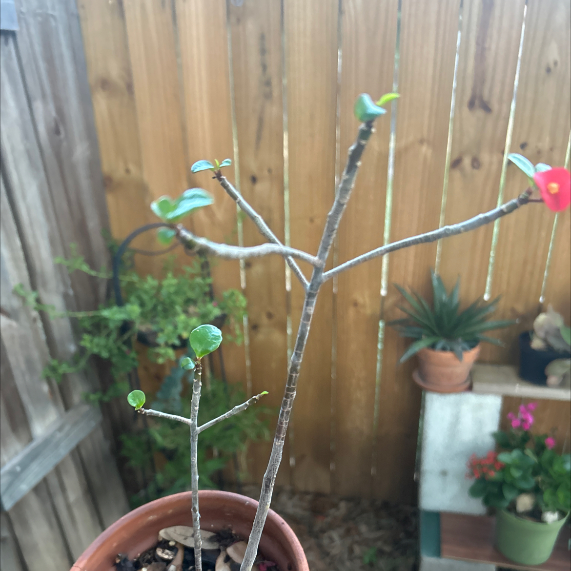 Photo of the plant species Thornless Crown of Thorns by @Imperialnursery named Gates on Greg, the plant care app