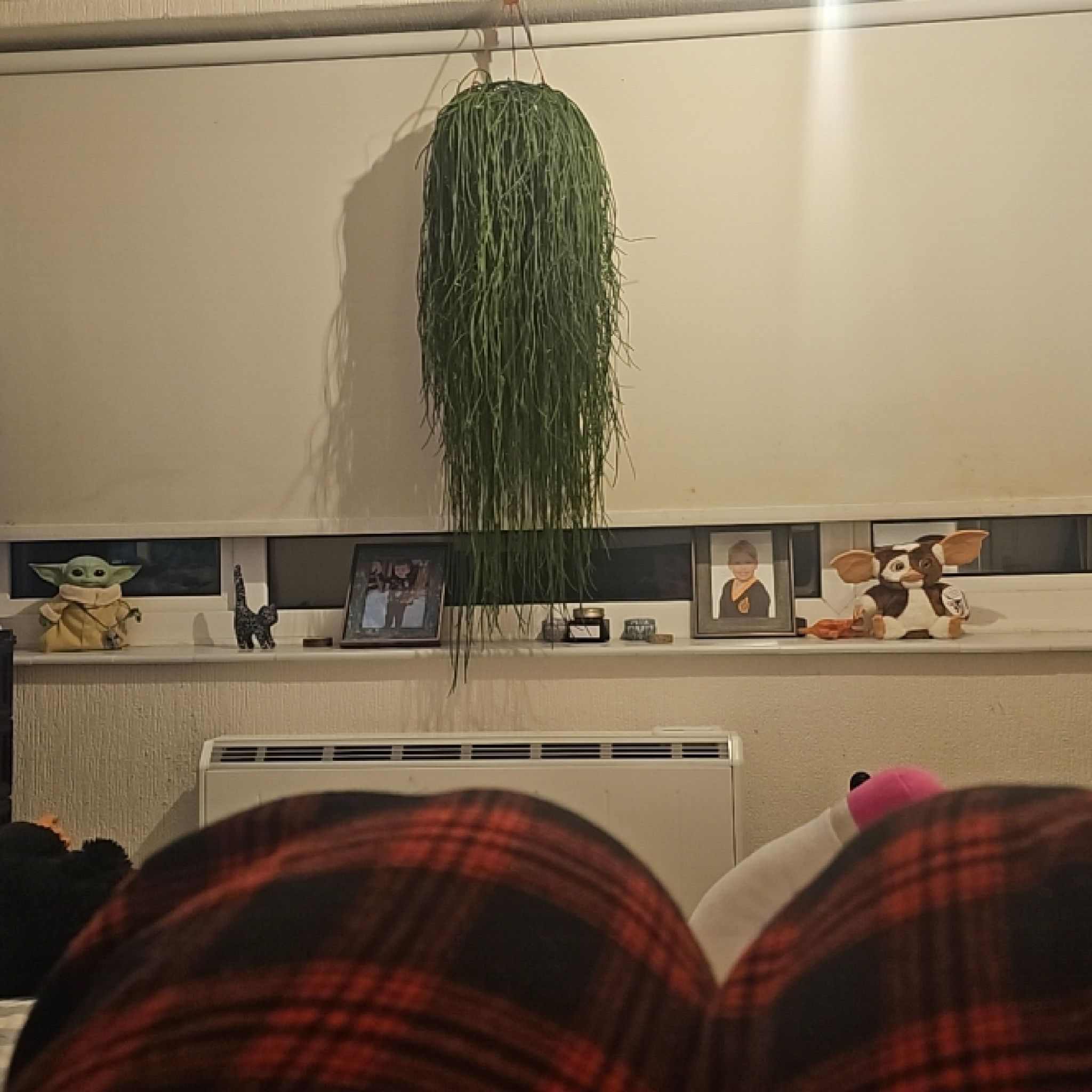 Photo of the plant species Rhipsalis Floccosa by @SereneCalathea named Hairy McLairy on Greg, the plant care app