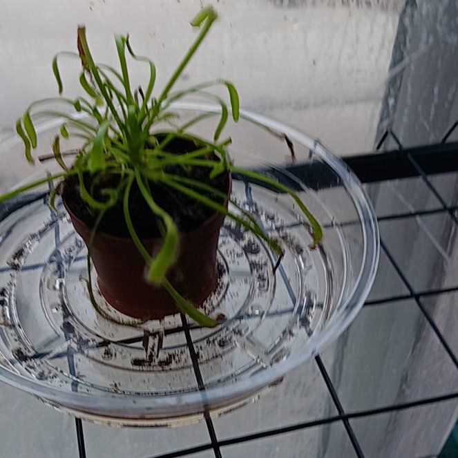 Photo of the plant species Slenderleaf Sundew by @DexterousBaibua named Kesha on Greg, the plant care app