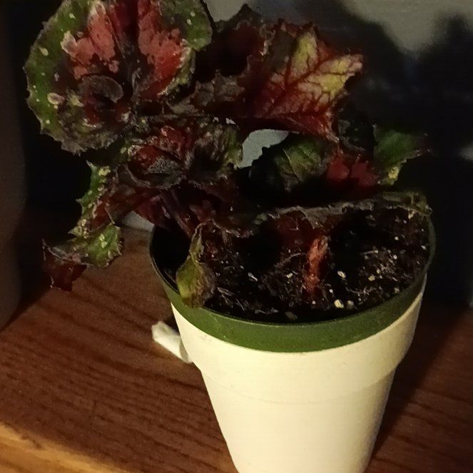 Photo of the plant species Rex Begonia Jurassic Watermelon by @DexterousBaibua named Hamilton on Greg, the plant care app