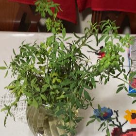 Photo of the plant species Transvaal Daisy by @BuddingPomelo named Harper on Greg, the plant care app