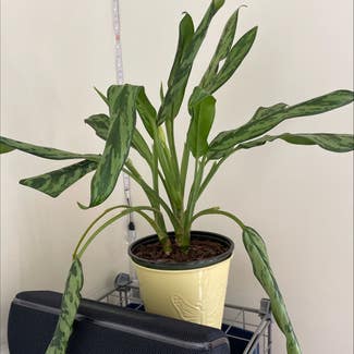Aglaonema stenophyllum plant in Somewhere on Earth