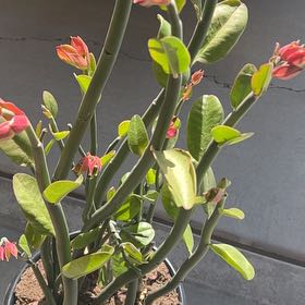 Photo of the plant species Slipper Plant by @RightlyDuncecap named Miley on Greg, the plant care app