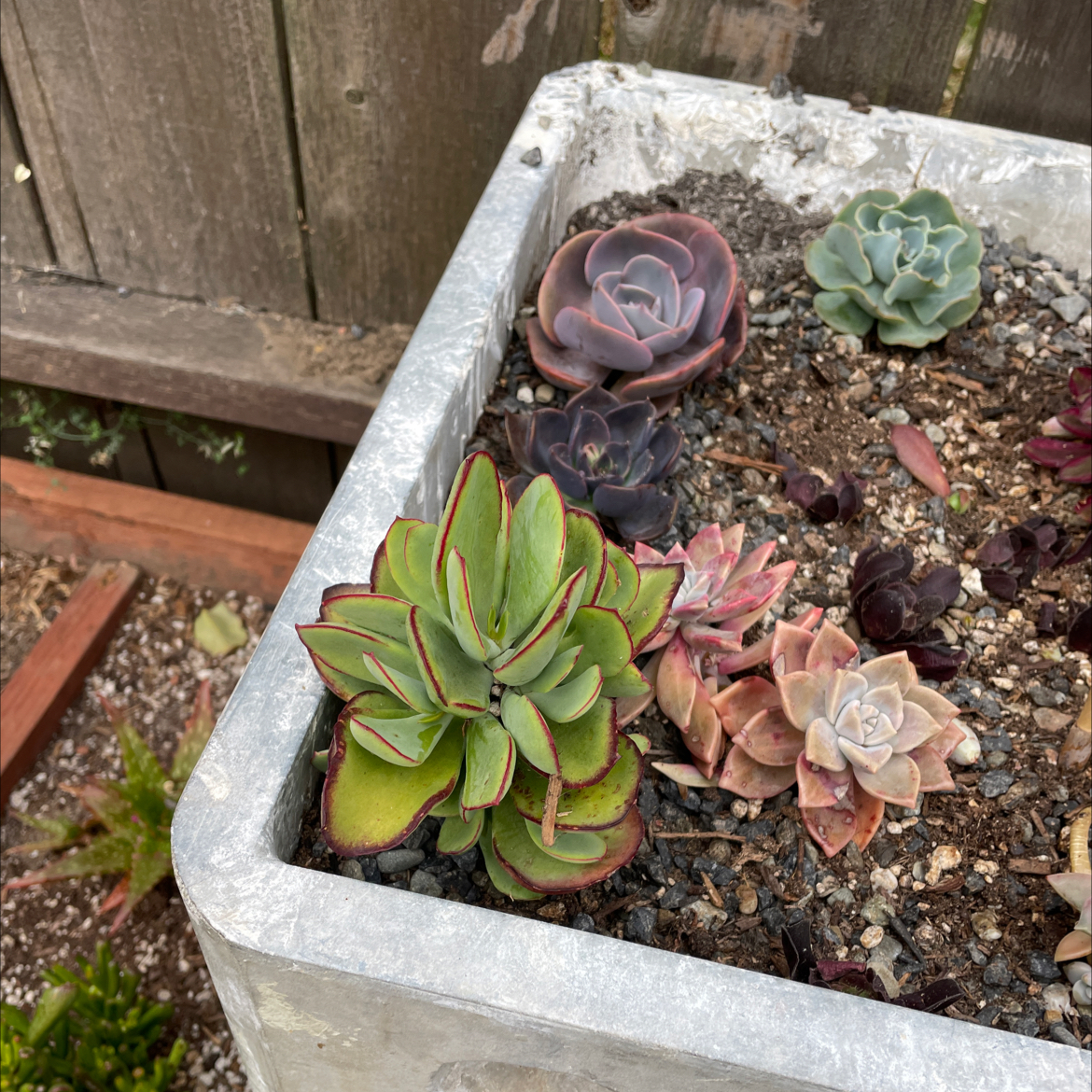 Photo of the plant species Crassula platyphylla 'minima' by @TopdogRubberfig named Kendall on Greg, the plant care app