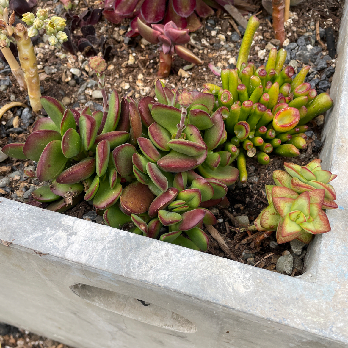 Photo of the plant species Crassula platyphylla 'minima' by @TopdogRubberfig named Michelle Branch on Greg, the plant care app