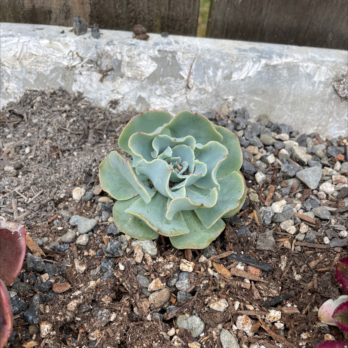 Photo of the plant species Echeveria 'Blue Frills' by @TopdogRubberfig named Orwell on Greg, the plant care app