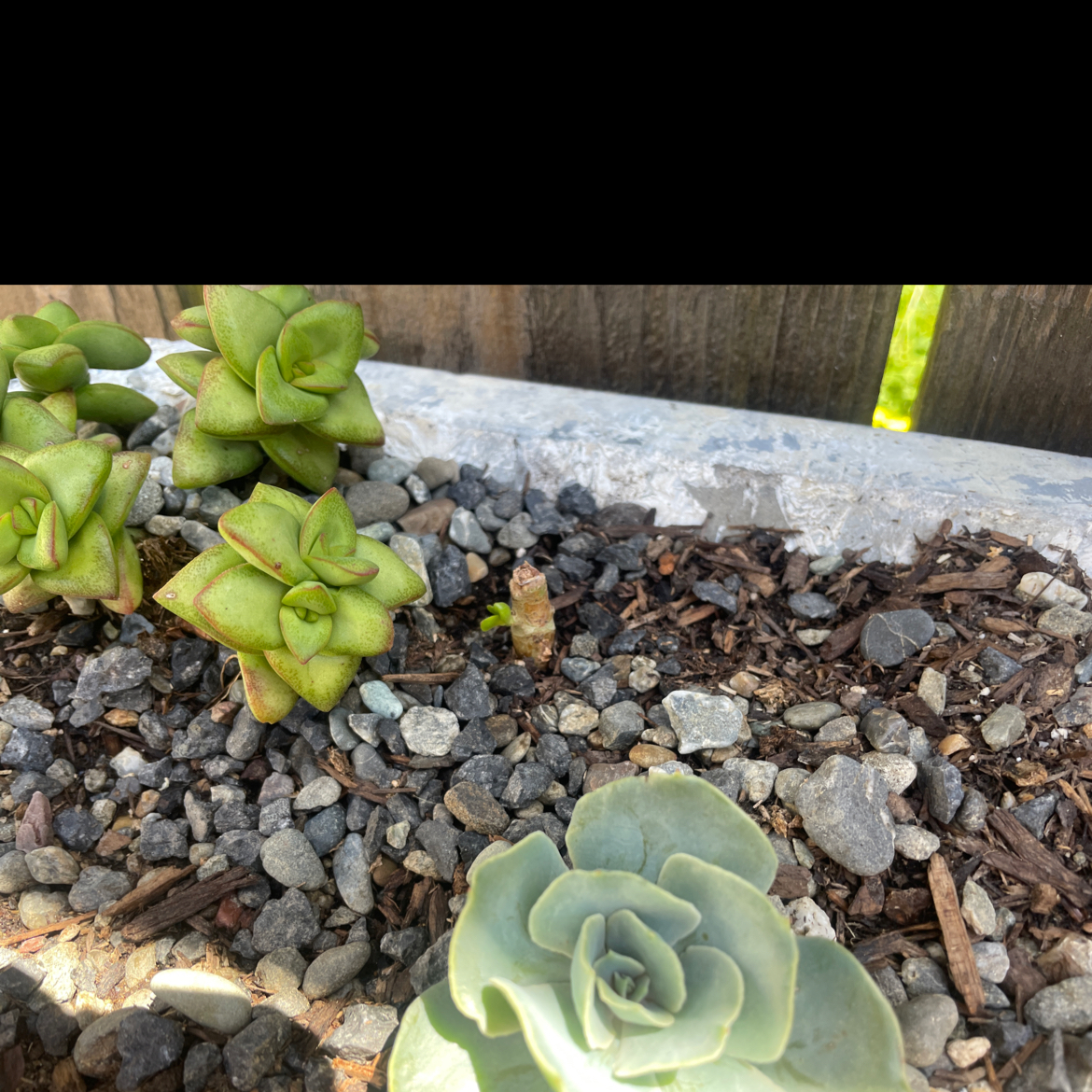 Cotyledon 'Mint Truffles' succulent in rocky soil, healthy and well-framed.