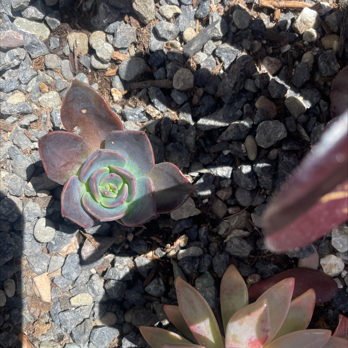 Echeveria 'Dark Moon' succulent in rocky soil, healthy with no visible issues.