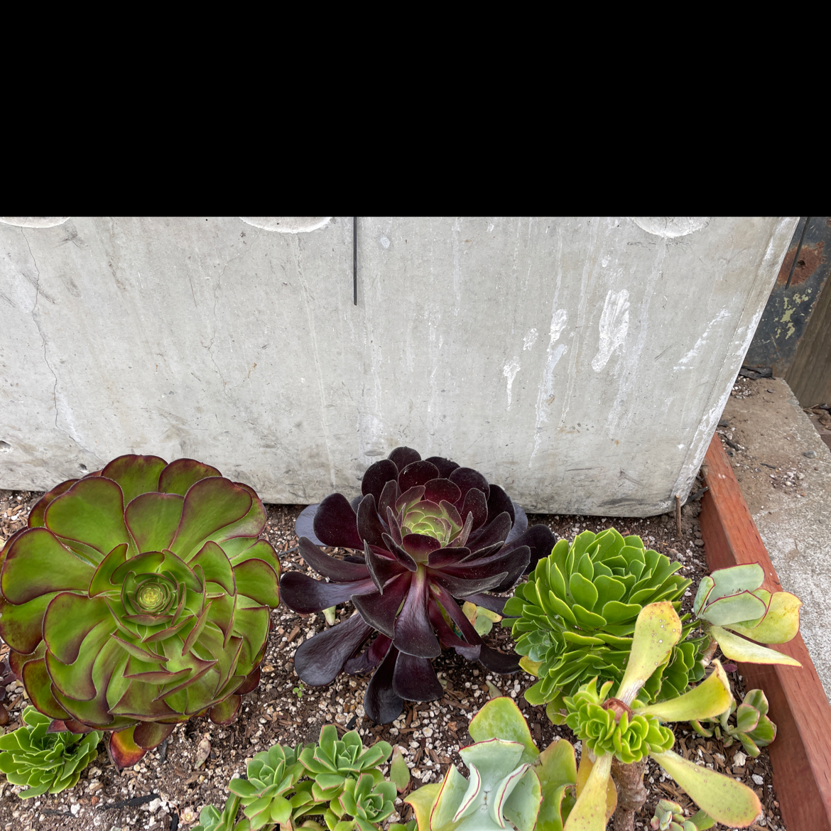 Photo of the plant species Velour Tree Aeonium by @TopdogRubberfig named Hemingway on Greg, the plant care app