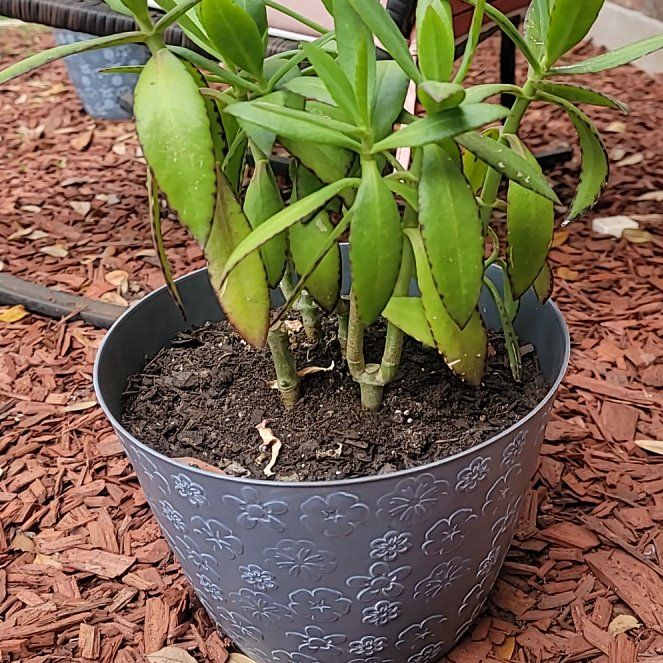 Photo of the plant species Kalanchoe streptanthus by @PunctualAlbo named Kylie on Greg, the plant care app