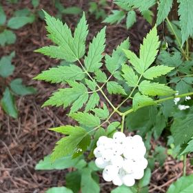 Photo of the plant species White Baneberry by @RousingFoxgrape named Huckleberry Fern on Greg, the plant care app