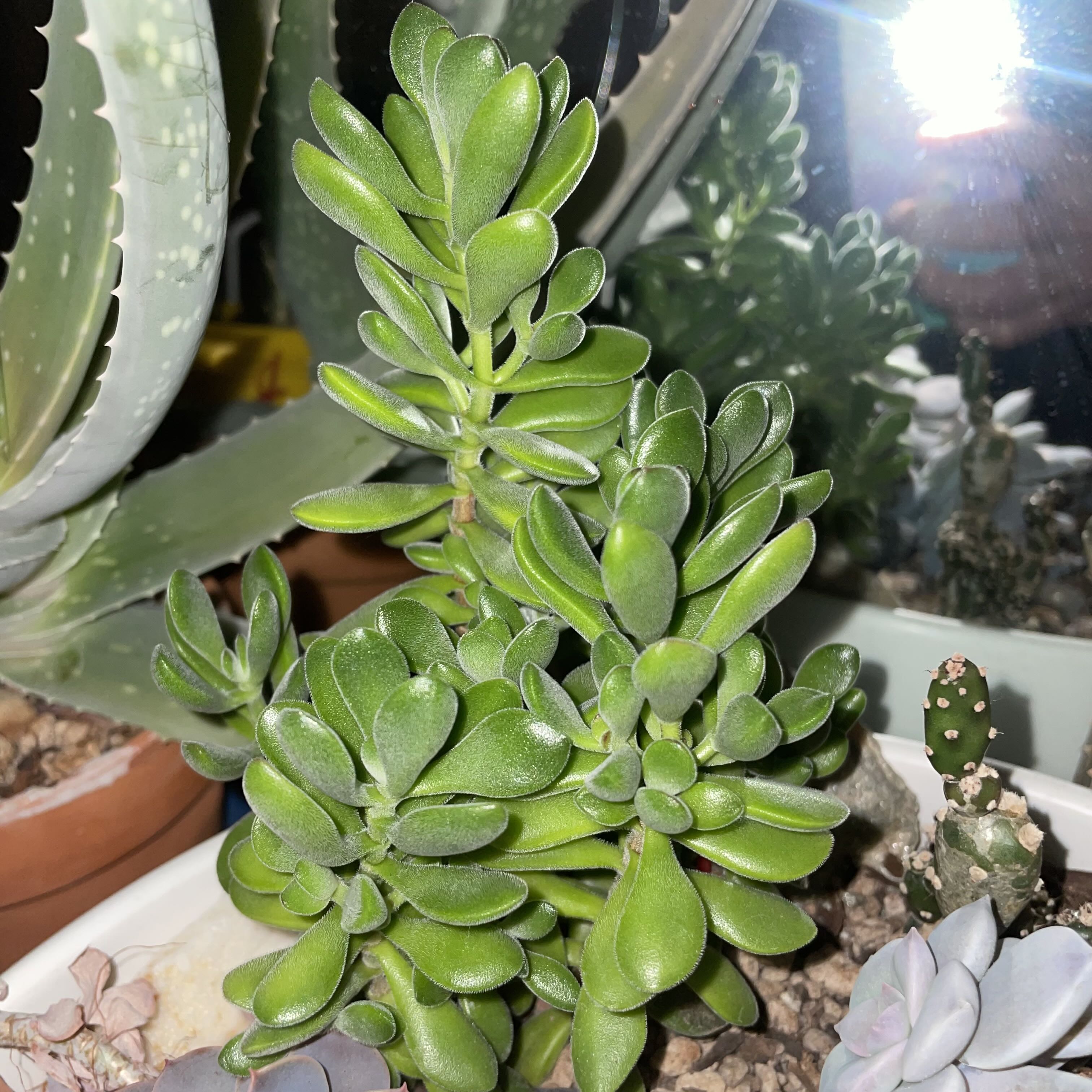 Photo of the plant species Crassula Green Beans by @GemRedshanks named Kendall on Greg, the plant care app