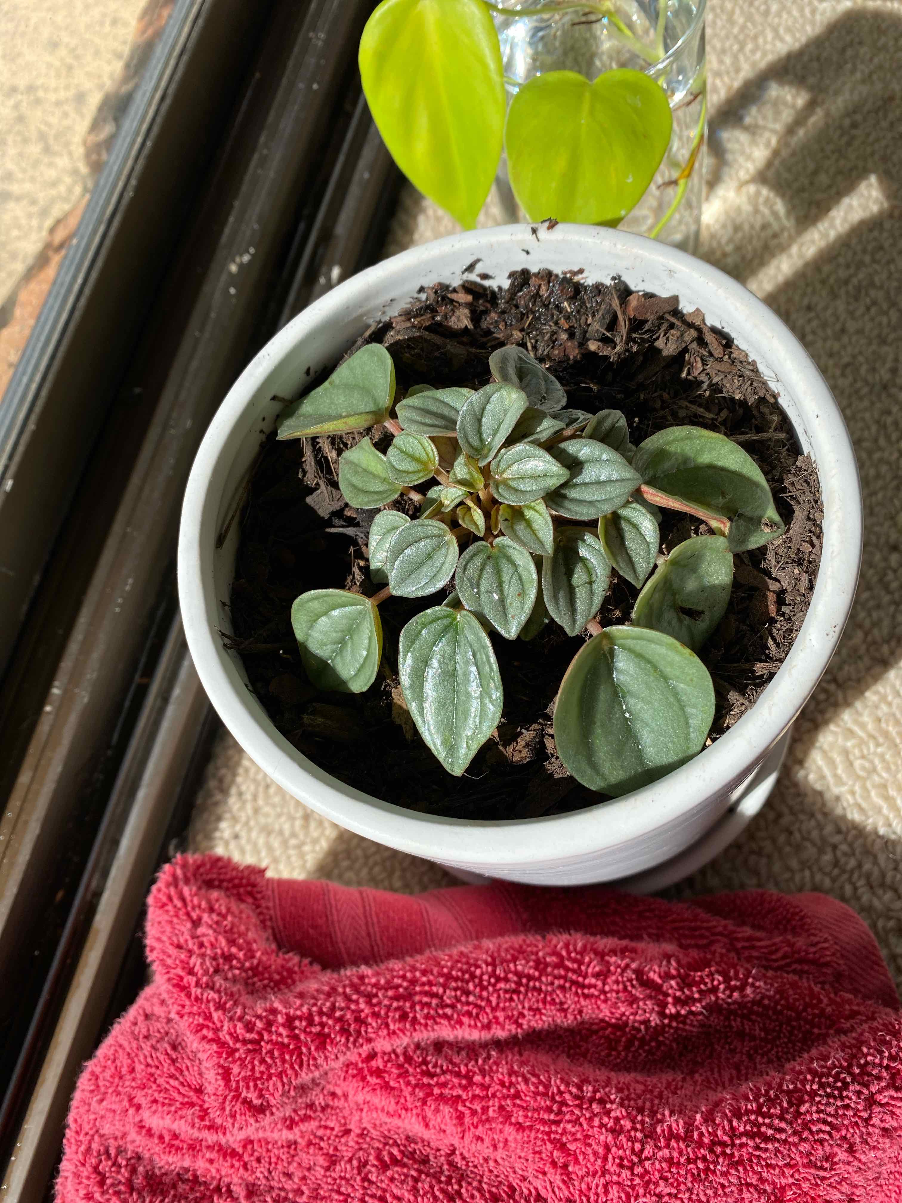 Peperomia 'Napoli Nights' plant in a white pot with healthy green leaves.