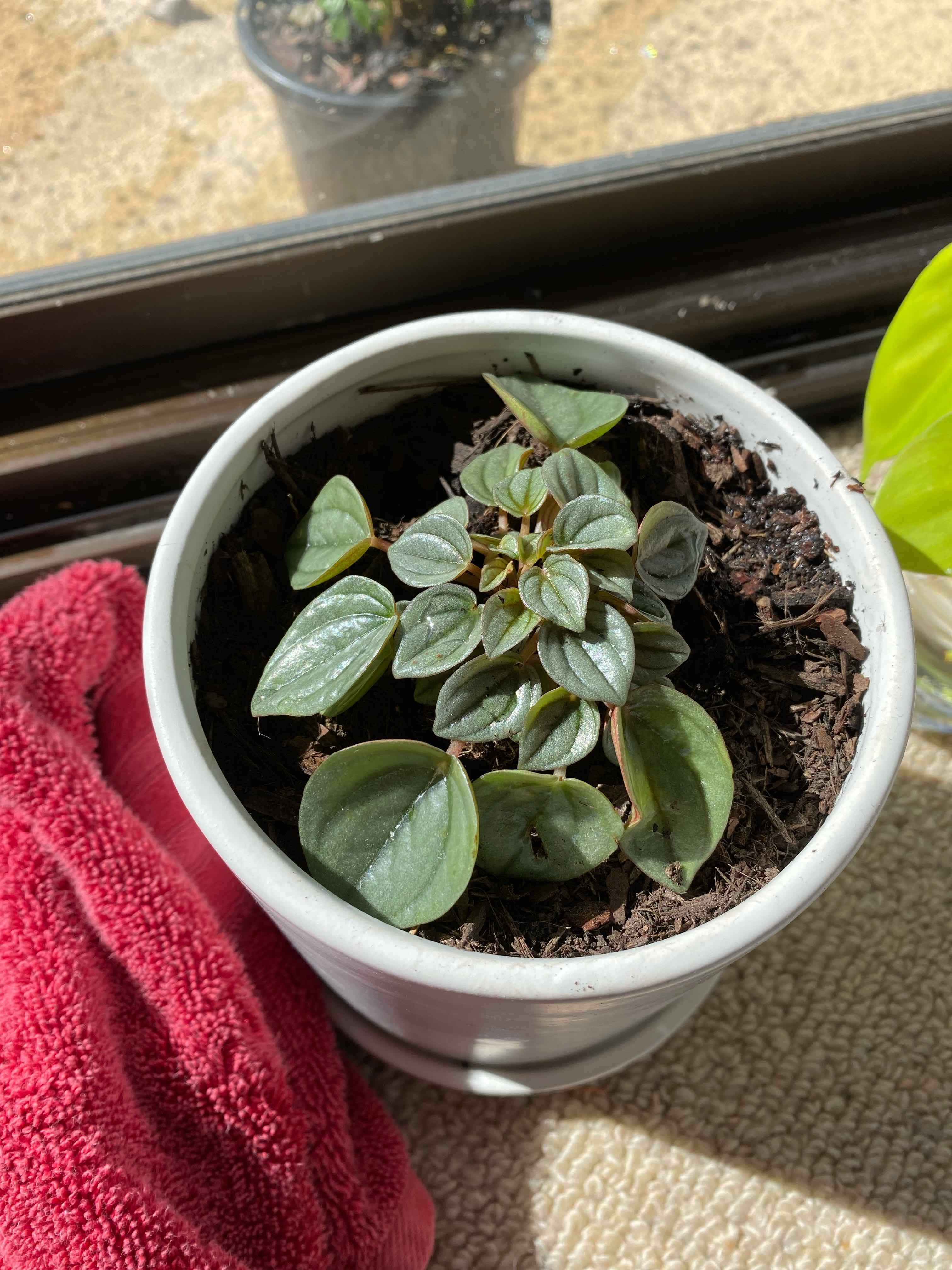 Peperomia 'Napoli Nights' plant in a white pot with visible soil, appears healthy.