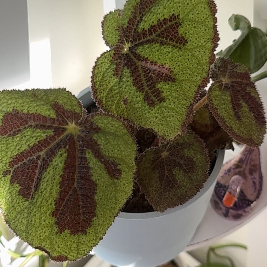 Iron Cross Begonia with green leaves and dark brown cross patterns in a pot.