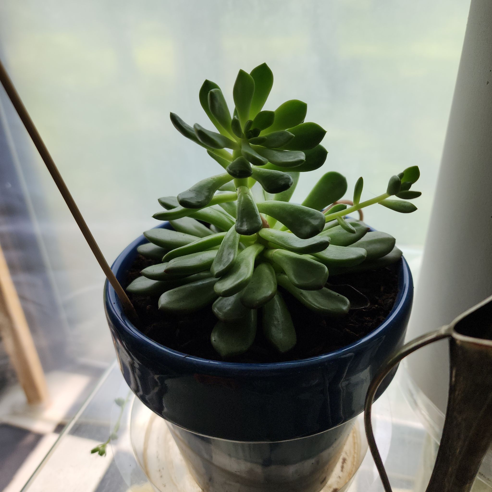 Healthy Graptoveria 'Bashful™' succulent in a blue pot with visible soil.