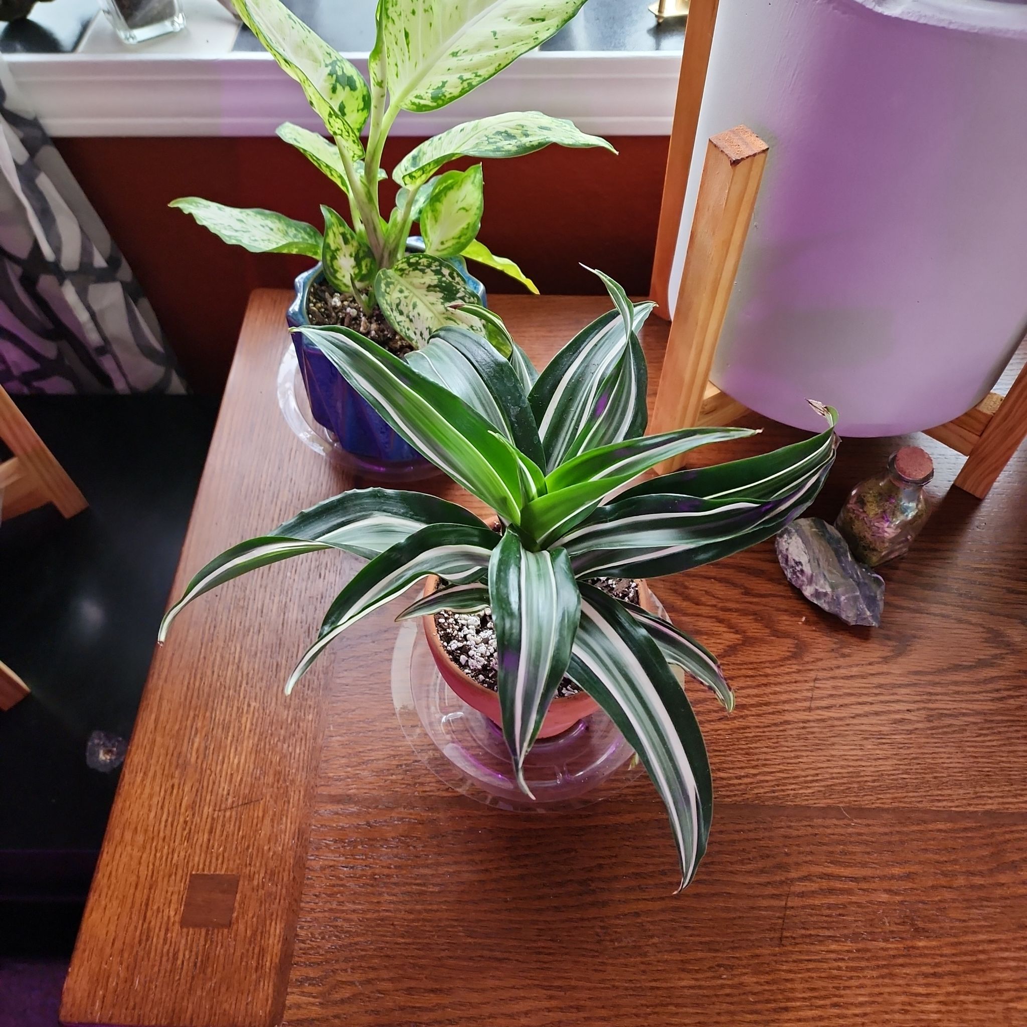 White Jewel Dracaena plant with vibrant green and white striped leaves on a wooden surface near a window.