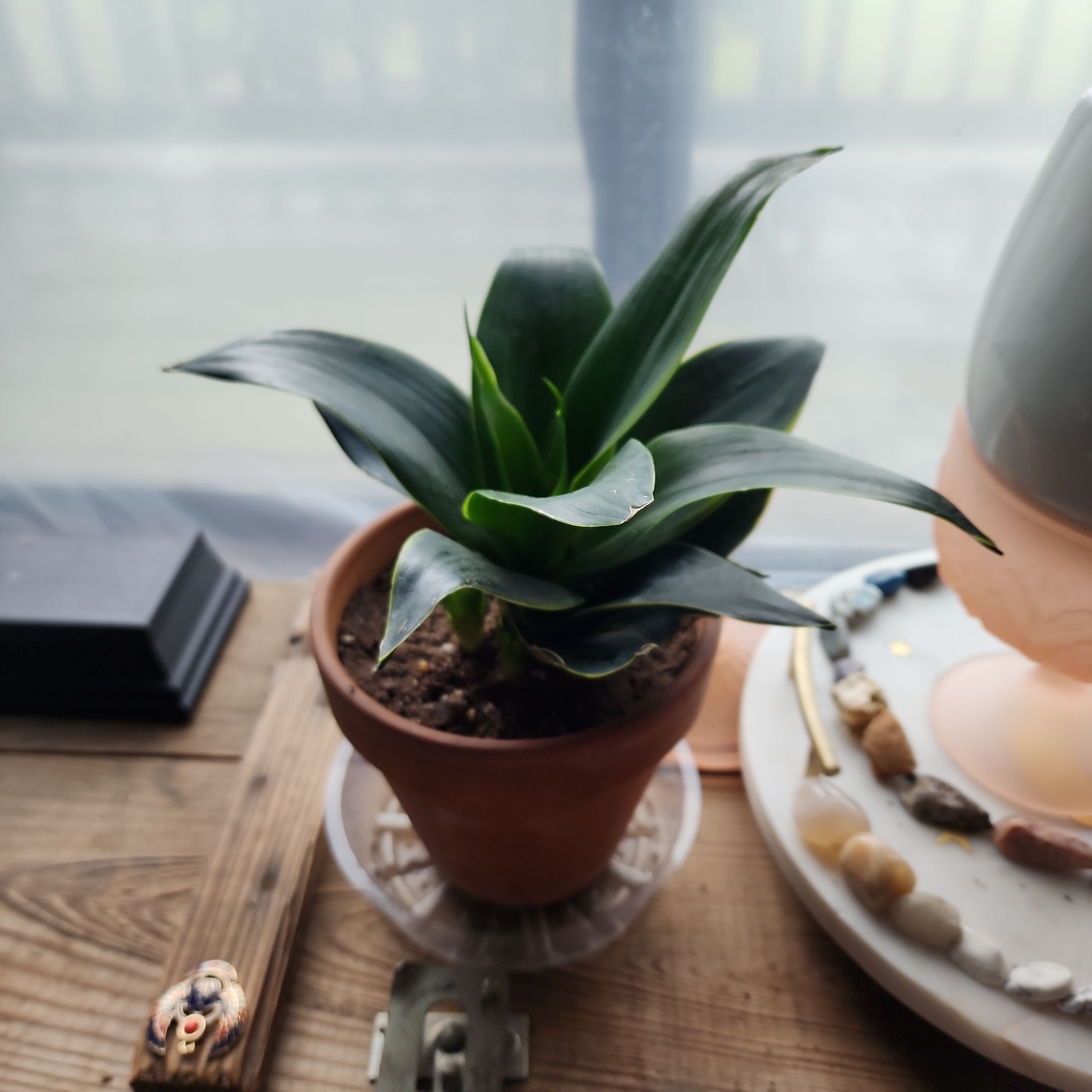 Black Star Snake Plant in a terracotta pot with visible soil, well-framed and in focus.