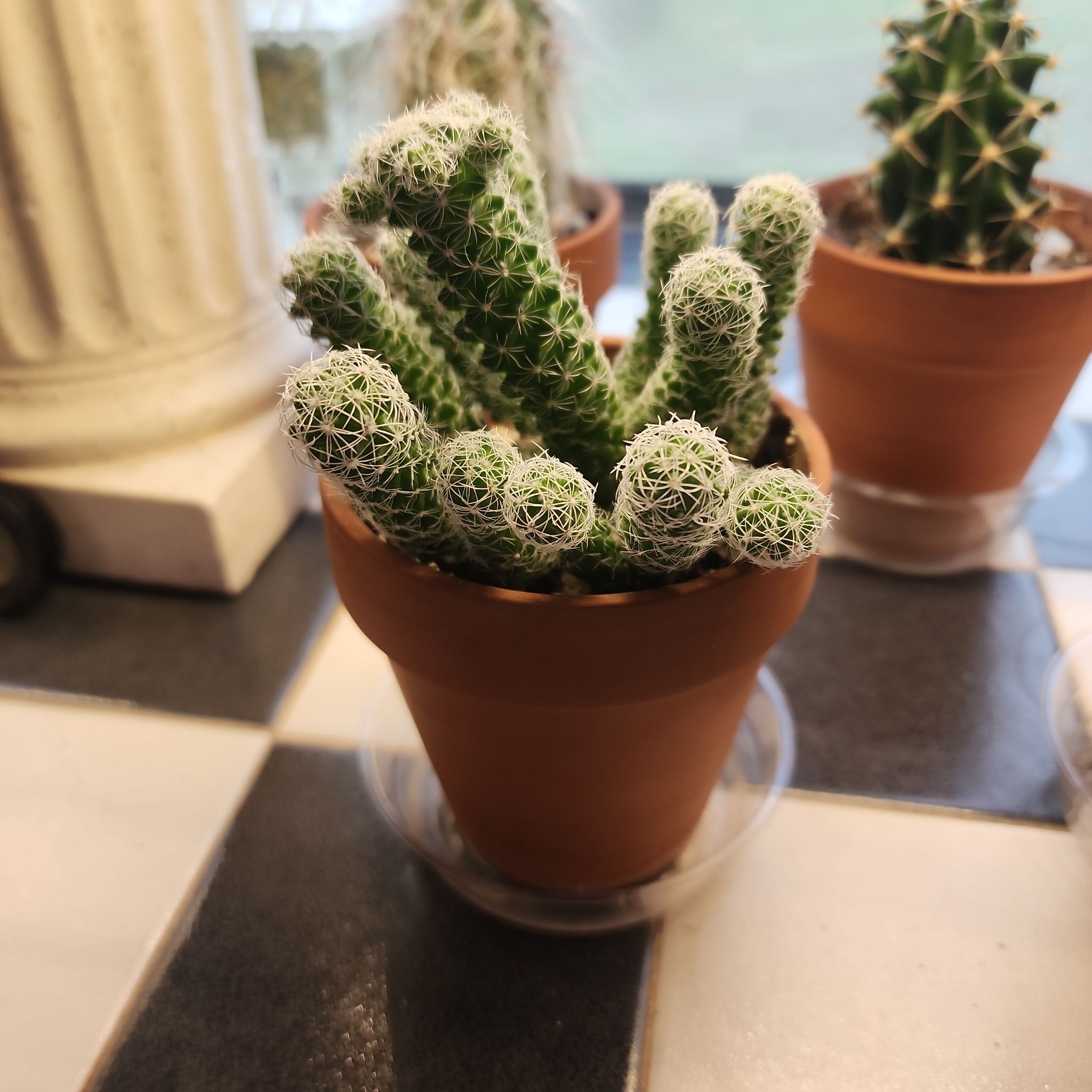 Photo of the plant species Thimble Cactus by @KnowingGloriosa named Oscar on Greg, the plant care app