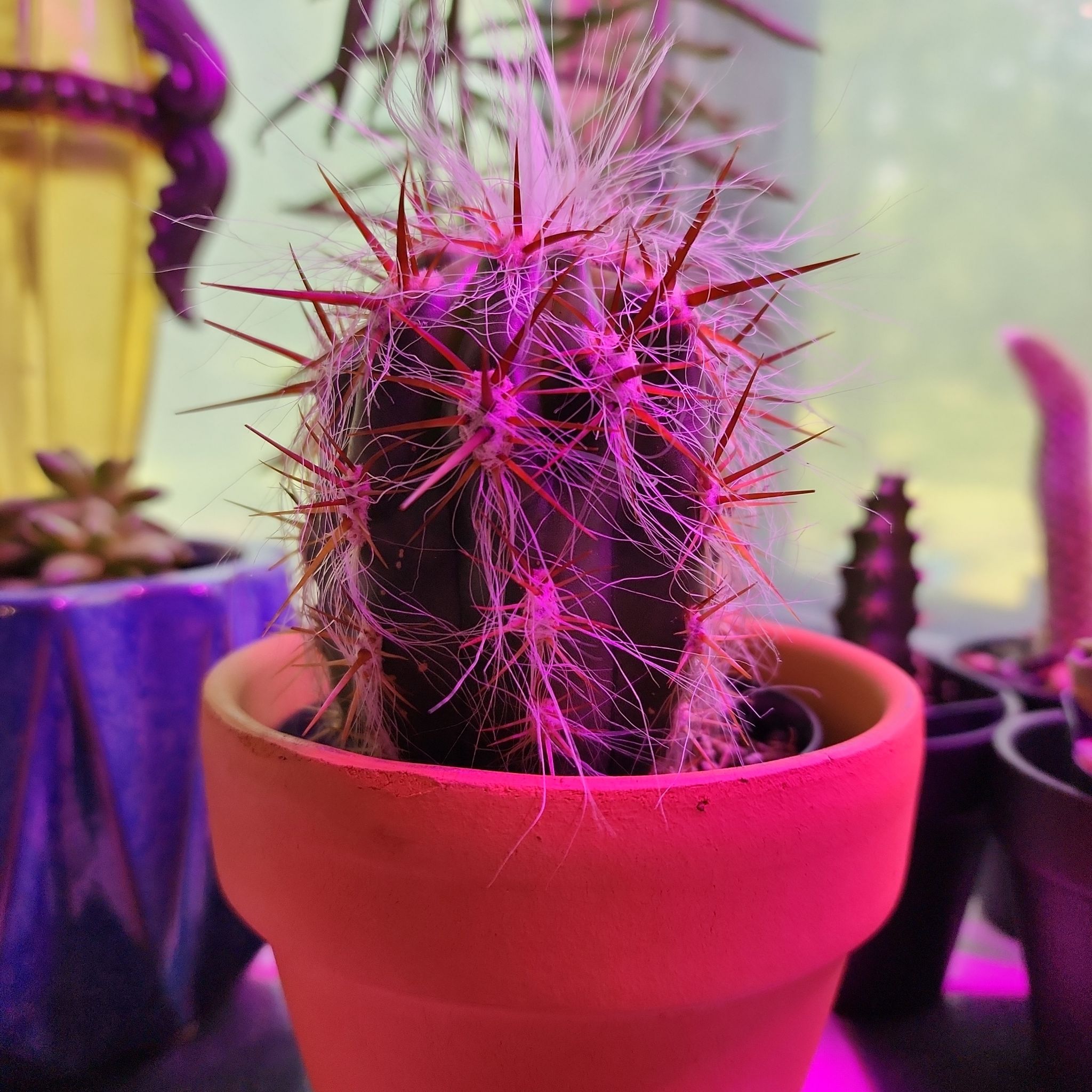 Old Man of the Andes cactus with white hair-like spines and red thorns in a terracotta pot.