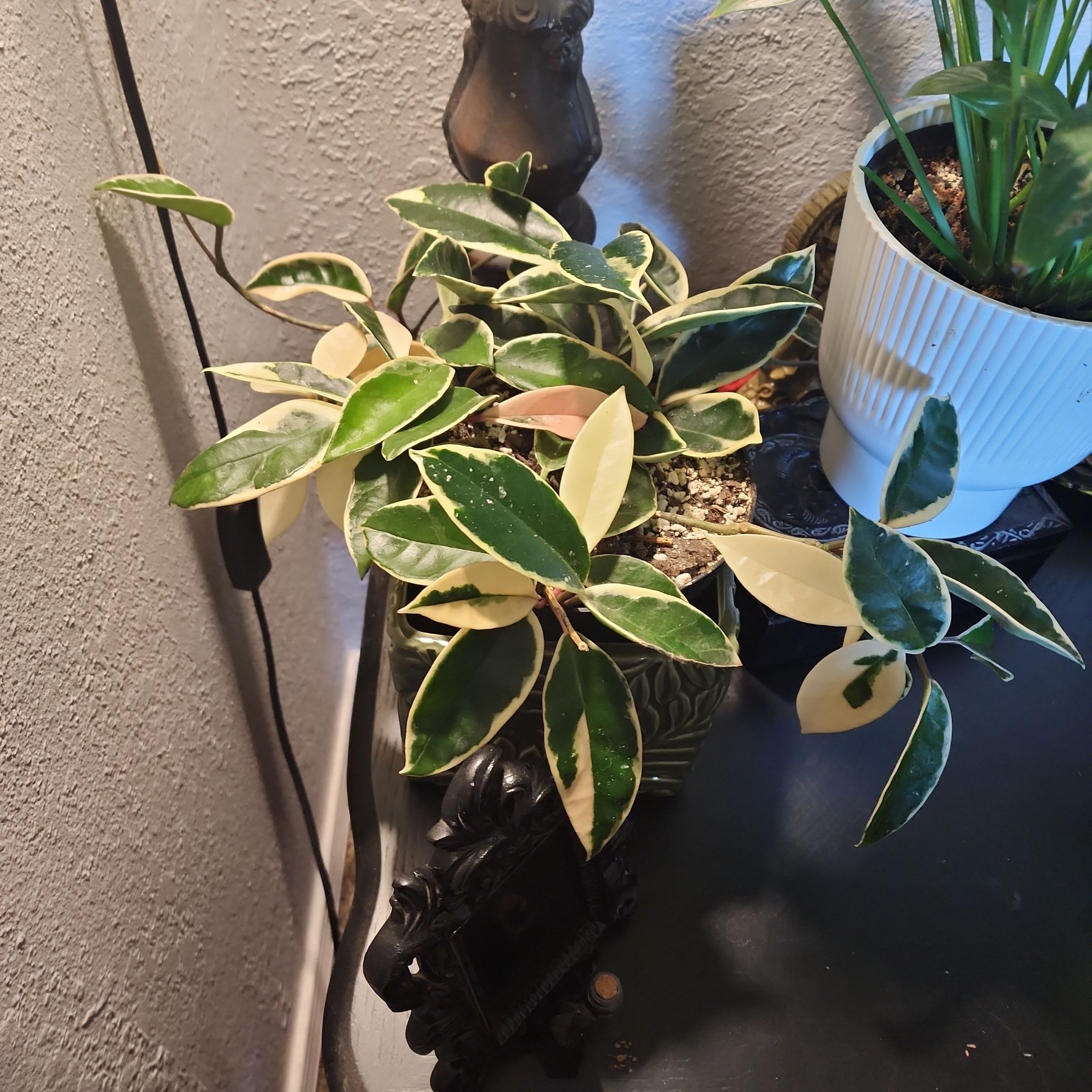 Photo of the plant species Hoya Carnosa Variegata Tricolor by @KnowingGloriosa named Geisha on Greg, the plant care app