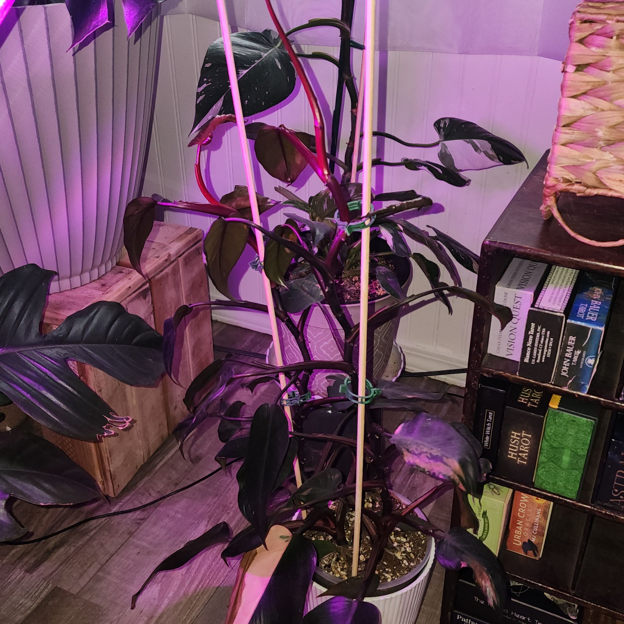 Photo of the plant species Pink Princess Philodendron by @KnowingGloriosa named Princess Peach on Greg, the plant care app